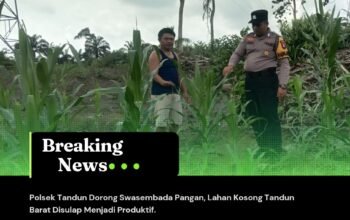 Polsek Tandun Dorong Swasembada Pangan, Lahan Kosong Tandun Barat Disulap Menjadi Produktif