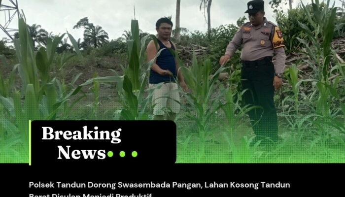 Polsek Tandun Dorong Swasembada Pangan, Lahan Kosong Tandun Barat Disulap Menjadi Produktif