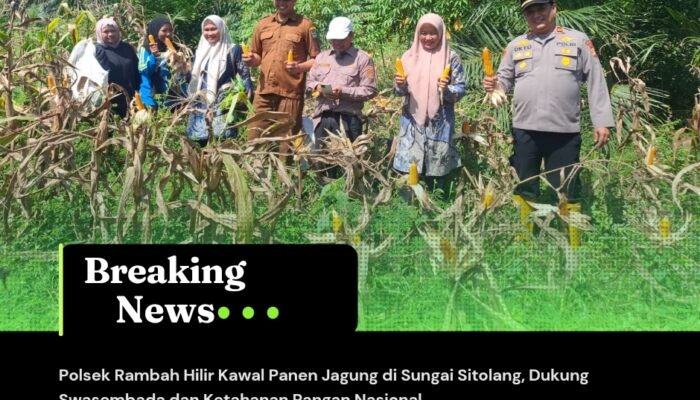 Polsek Rambah Hilir Kawal Panen Jagung di Sungai Sitolang, Dukung Swasembada dan Ketahanan Pangan Nasional