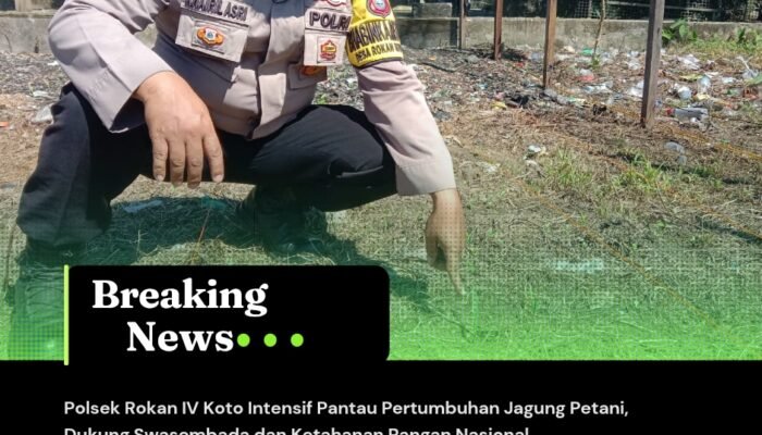 Polsek Rokan IV Koto Intensif Pantau Pertumbuhan Jagung Petani, Dukung Swasembada dan Ketahanan Pangan Nasional