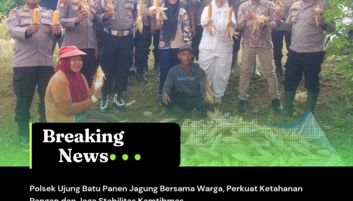 Polsek Ujung Batu Panen Jagung Bersama Warga, Perkuat Ketahanan Pangan dan Jaga Stabilitas Kamtibmas