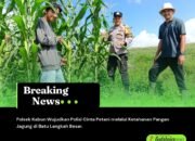 Polsek Kabun Wujudkan Polisi Cinta Petani melalui Ketahanan Pangan Jagung di Batu Langkah Besar