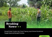 Sinergi Polsek Tandun dan Petani Tapung Jaya Perkuat Ketahanan Pangan Nasional Menjadi Prioritas