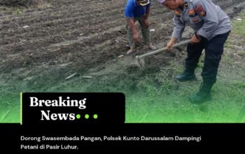 Dorong Swasembada Pangan, Polsek Kunto Darussalam Dampingi Petani di Pasir Luhur