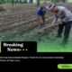 Dorong Swasembada Pangan, Polsek Kunto Darussalam Dampingi Petani di Pasir Luhur