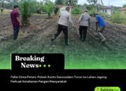 Polisi Cinta Petani, Polsek Kunto Darussalam Turun ke Lahan Jagung Perkuat Ketahanan Pangan Masyarakat