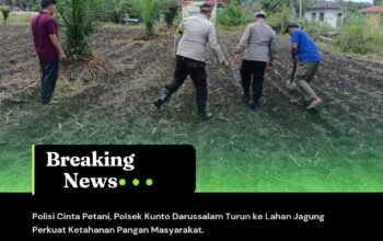 Polisi Cinta Petani, Polsek Kunto Darussalam Turun ke Lahan Jagung Perkuat Ketahanan Pangan Masyarakat