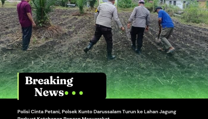 Polisi Cinta Petani, Polsek Kunto Darussalam Turun ke Lahan Jagung Perkuat Ketahanan Pangan Masyarakat