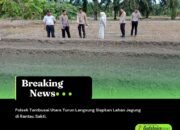 Polsek Tambusai Utara Turun Langsung Siapkan Lahan Jagung di Rantau Sakti
