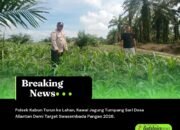 Polsek Kabun Turun ke Lahan, Kawal Jagung Tumpang Sari Desa Aliantan Demi Target Swasembada Pangan 2026