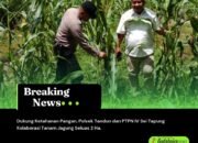 Dukung Ketahanan Pangan, Polsek Tandun dan PTPN IV Sei Tapung Kolaborasi Tanam Jagung Seluas 2 Ha