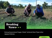 Dukung Swasembada Pangan, Polsek Tambusai Utara Tinjau Lahan Jagung 2 Hektare