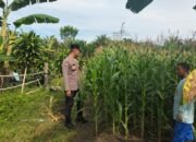 Polsek Tambusai Utara Lakukan Pengecekan Perkembangan Jagung di Desa Mekar Jaya