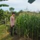 Polsek Tambusai Utara Lakukan Pengecekan Perkembangan Jagung di Desa Mekar Jaya