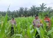 Polsek Rambah Hilir Perkuat Ketahanan Pangan, Tinjau Langsung Lahan Jagung di Desa Pasir Jaya