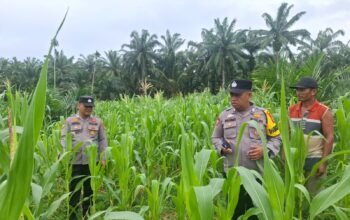 Polsek Rambah Hilir Perkuat Ketahanan Pangan, Tinjau Langsung Lahan Jagung di Desa Pasir Jaya