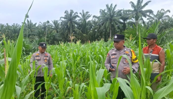 Polsek Rambah Hilir Perkuat Ketahanan Pangan, Tinjau Langsung Lahan Jagung di Desa Pasir Jaya