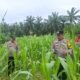 Polsek Rambah Hilir Perkuat Ketahanan Pangan, Tinjau Langsung Lahan Jagung di Desa Pasir Jaya