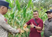 Polsek Tambusai Utara Dukung Swasembada Pangan, Cek Perkembangan Jagung di Rantau Sakti
