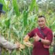 Polsek Tambusai Utara Dukung Swasembada Pangan, Cek Perkembangan Jagung di Rantau Sakti
