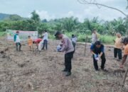 Polsek Rokan IV Koto Dukung Swasembada Pangan, Tanam Jagung di Cipang Kiri Hulu