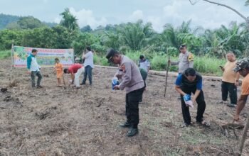 Polsek Rokan IV Koto Dukung Swasembada Pangan, Tanam Jagung di Cipang Kiri Hulu
