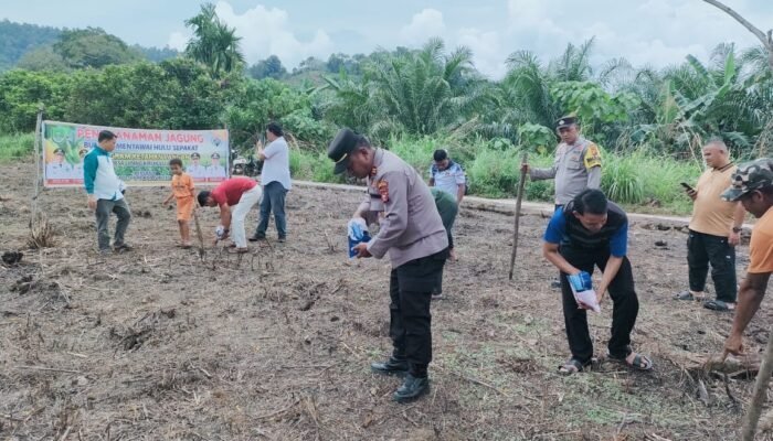 Polsek Rokan IV Koto Dukung Swasembada Pangan, Tanam Jagung di Cipang Kiri Hulu