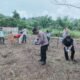 Polsek Rokan IV Koto Dukung Swasembada Pangan, Tanam Jagung di Cipang Kiri Hulu