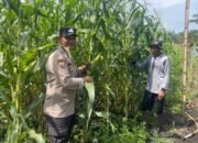 Polsek Bonai Darussalam Tinjau Lahan Jagung Rawa Makmur, Dukung Ketahanan Pangan