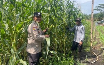 Polsek Bonai Darussalam Tinjau Lahan Jagung Rawa Makmur, Dukung Ketahanan Pangan