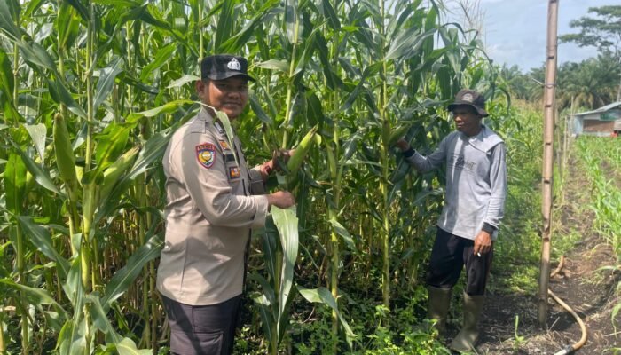 Polsek Bonai Darussalam Tinjau Lahan Jagung Rawa Makmur, Dukung Ketahanan Pangan