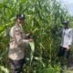 Polsek Bonai Darussalam Tinjau Lahan Jagung Rawa Makmur, Dukung Ketahanan Pangan