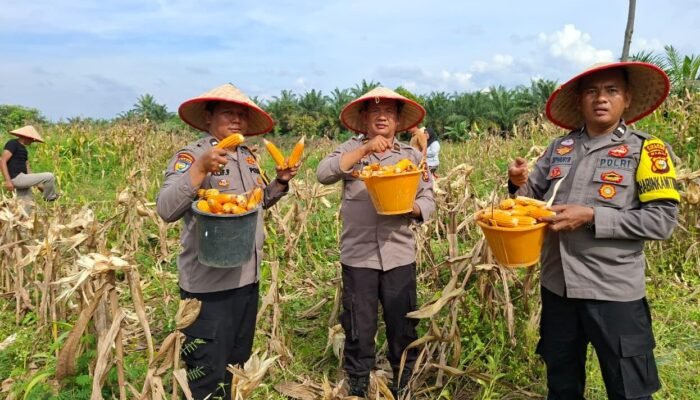 Polisi Cinta Petani, Polsek Kunto Darussalam Dukung Swasembada Pangan Lewat Panen Raya Jagung