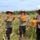 Polisi Cinta Petani, Polsek Kunto Darussalam Dukung Swasembada Pangan Lewat Panen Raya Jagung