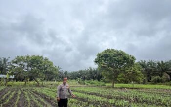 Polsek Bonai Darussalam Perkuat Ketahanan Pangan, Pastikan Pertumbuhan Jagung Hibrida Optimal