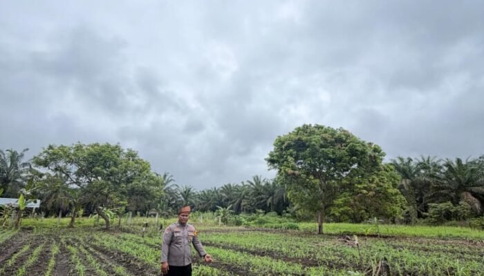 Polsek Bonai Darussalam Perkuat Ketahanan Pangan, Pastikan Pertumbuhan Jagung Hibrida Optimal