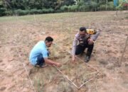 Penguatan Swasembada Pangan, Polsek Rokan IV Koto Pantau Pertumbuhan Jagung di Desa Suligi