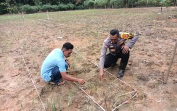 Penguatan Swasembada Pangan, Polsek Rokan IV Koto Pantau Pertumbuhan Jagung di Desa Suligi