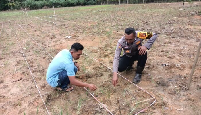 Penguatan Swasembada Pangan, Polsek Rokan IV Koto Pantau Pertumbuhan Jagung di Desa Suligi