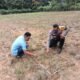 Penguatan Swasembada Pangan, Polsek Rokan IV Koto Pantau Pertumbuhan Jagung di Desa Suligi