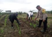 Polsek Kabun Gencarkan Swasembada Pangan, Jagung Bumdes Aliantan Dipantau Ketat 