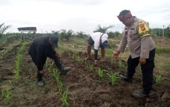Polsek Kabun Gencarkan Swasembada Pangan, Jagung Bumdes Aliantan Dipantau Ketat