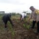 Polsek Kabun Gencarkan Swasembada Pangan, Jagung Bumdes Aliantan Dipantau Ketat 