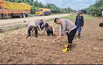 Sempat Gagal Akibat Cuaca Ekstrem, Lahan Jagung Warga Kini Tumbuh Subur Usai Ditinjau Kapolsek Sungai Sembilan