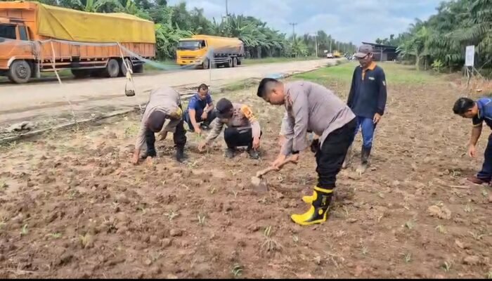 Sempat Gagal Akibat Cuaca Ekstrem, Lahan Jagung Warga Kini Tumbuh Subur Usai Ditinjau Kapolsek Sungai Sembilan