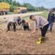 Sempat Gagal Akibat Cuaca Ekstrem, Lahan Jagung Warga Kini Tumbuh Subur Usai Ditinjau Kapolsek Sungai Sembilan