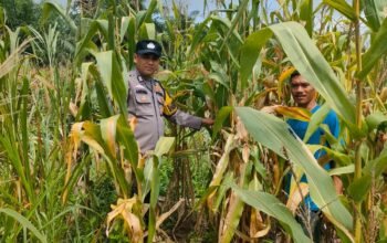 Polsek Kepenuhan Cek Jagung Pipil di Kepenuhan Hilir Perkuat Ketahanan Pangan