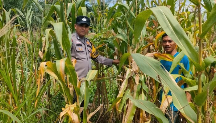 Polsek Kepenuhan Cek Jagung Pipil di Kepenuhan Hilir Perkuat Ketahanan Pangan