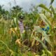 Polsek Kepenuhan Cek Jagung Pipil di Kepenuhan Hilir Perkuat Ketahanan Pangan