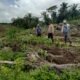 Polsek Kabun dan Petani Optimalkan Jagung Tumpang Sari Perkuat Swasembada Pangan Nasional
